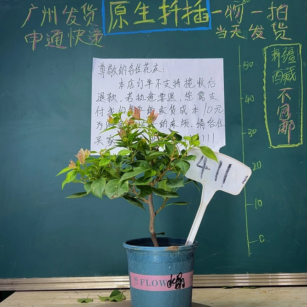 当前无花栽培后可以开花  暗斑水晶  411