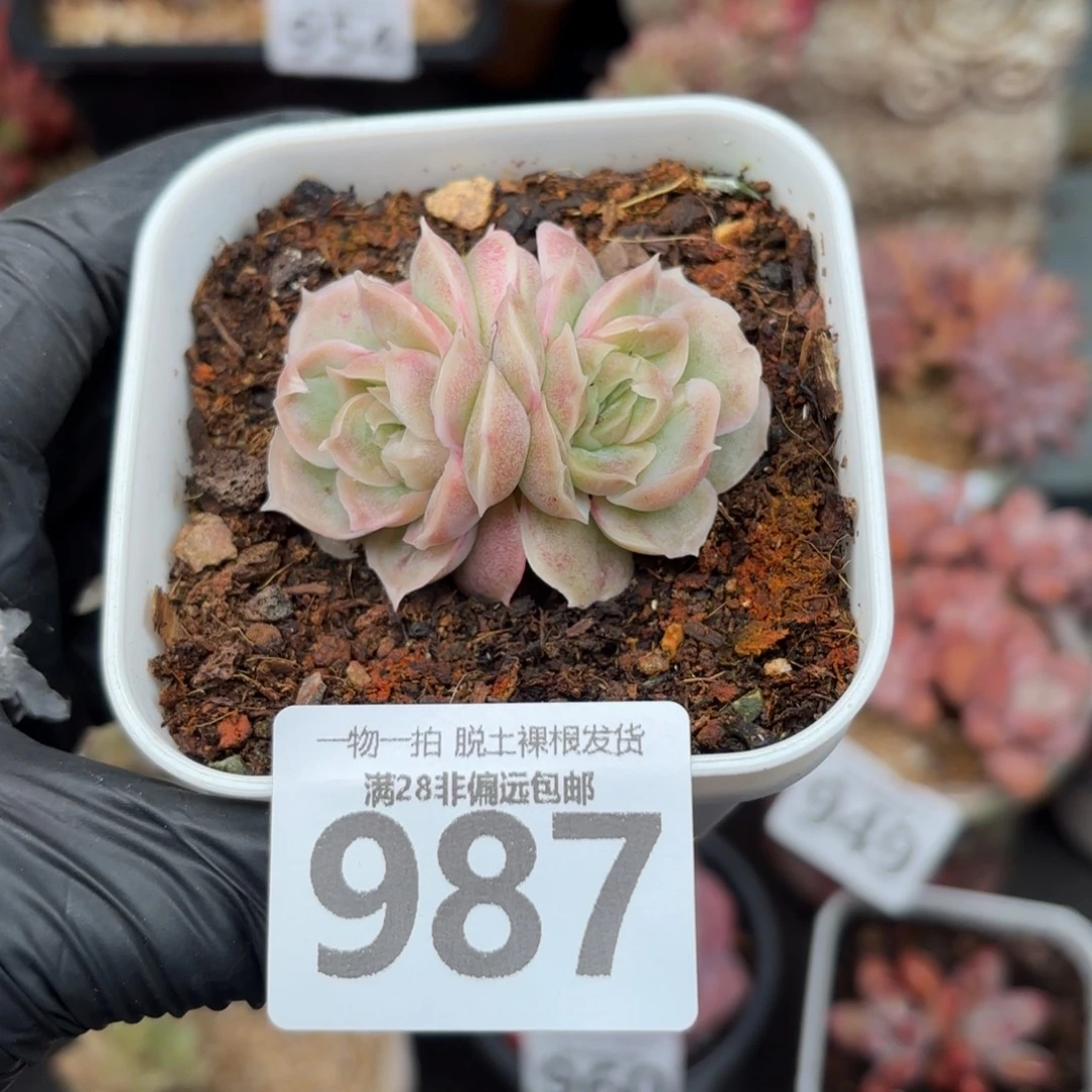 虾饺双头无盆土发货