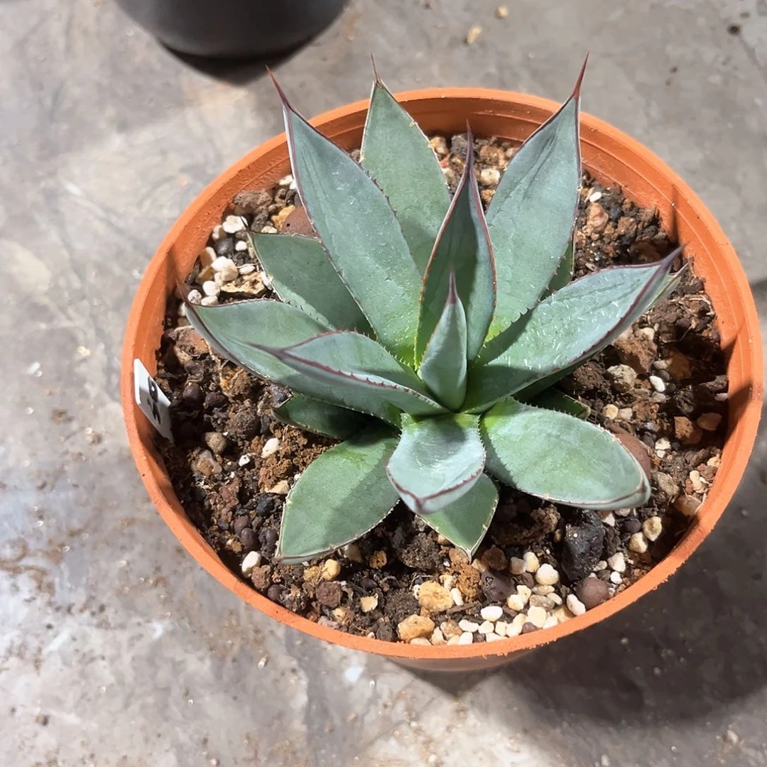 z****5龙舌兰蓝色火焰50