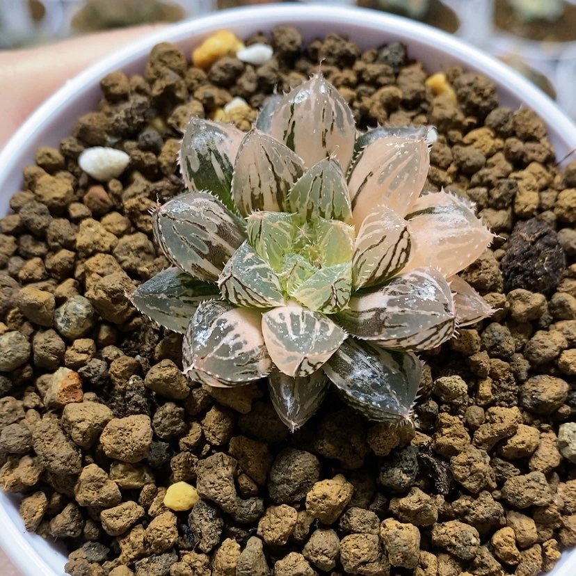 【闪购商品】117小楼兰锦