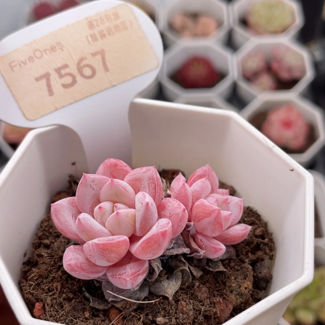 维特7567-4.5厘米