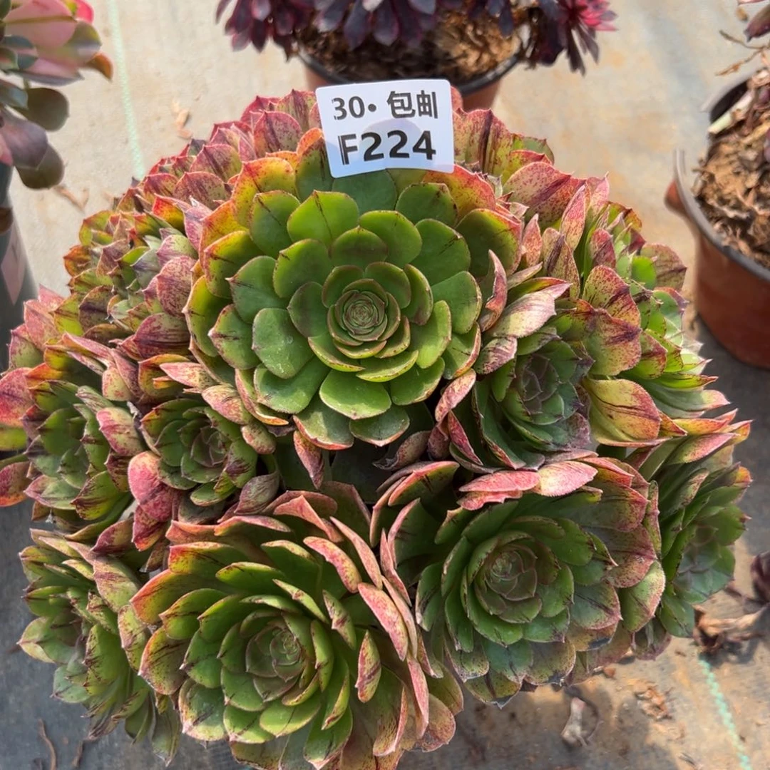 224万拉丝多肉法师