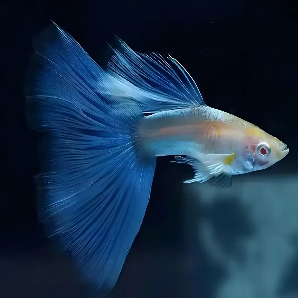 蓝白欧翼飞船孔雀鱼
