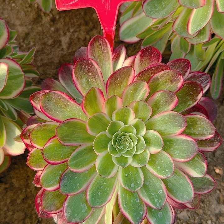 3-85孔雀翎多肉法师