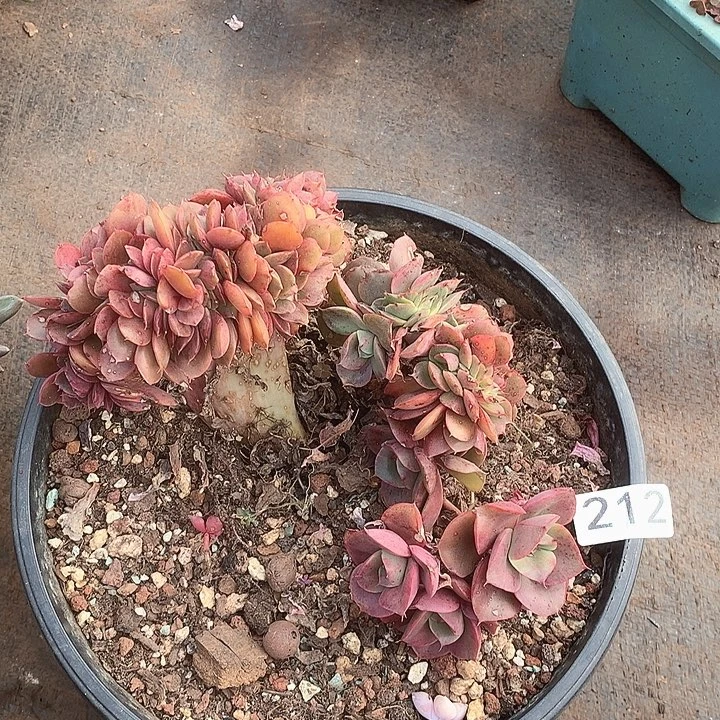 212蒙娜丽莎缀一物一拍多肉