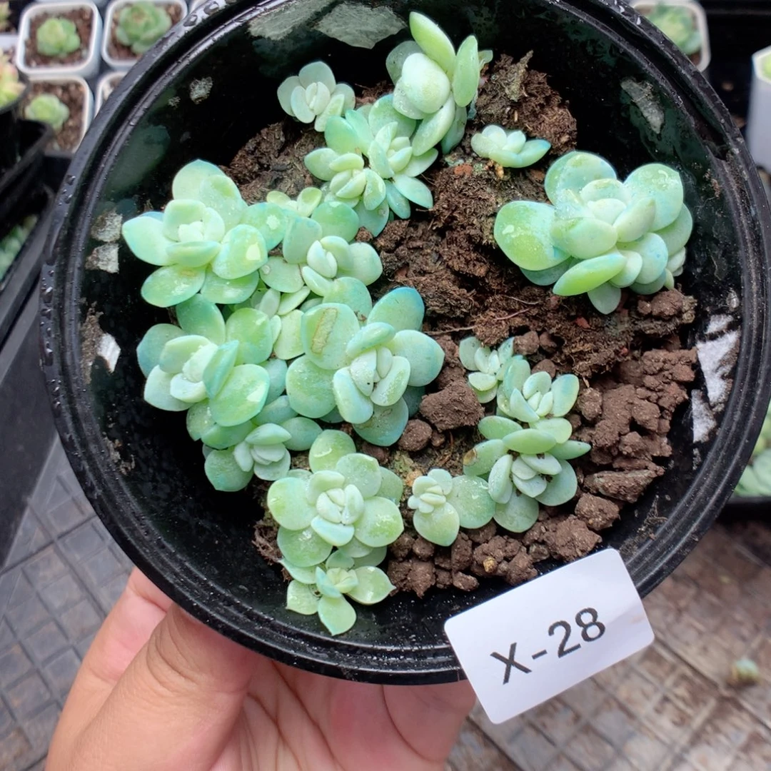 无花朵X28英语英语