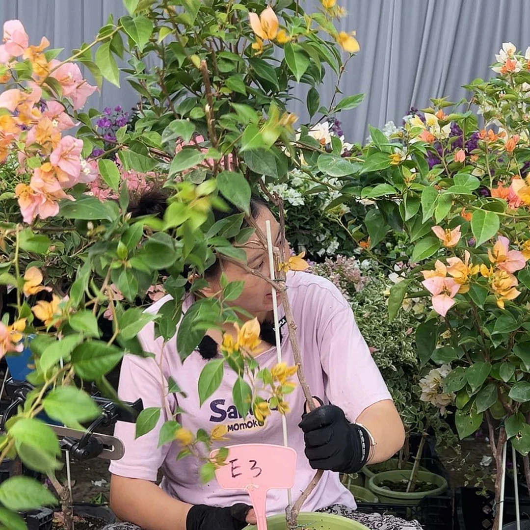 神***大部分花苞少量开放E3金发