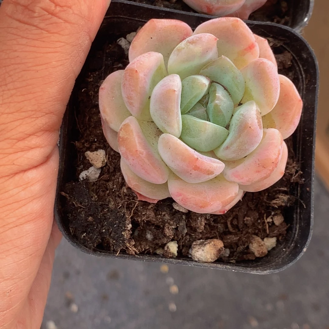 冰娃娃1颗 （满9.99包邮不满9.99发叶子）