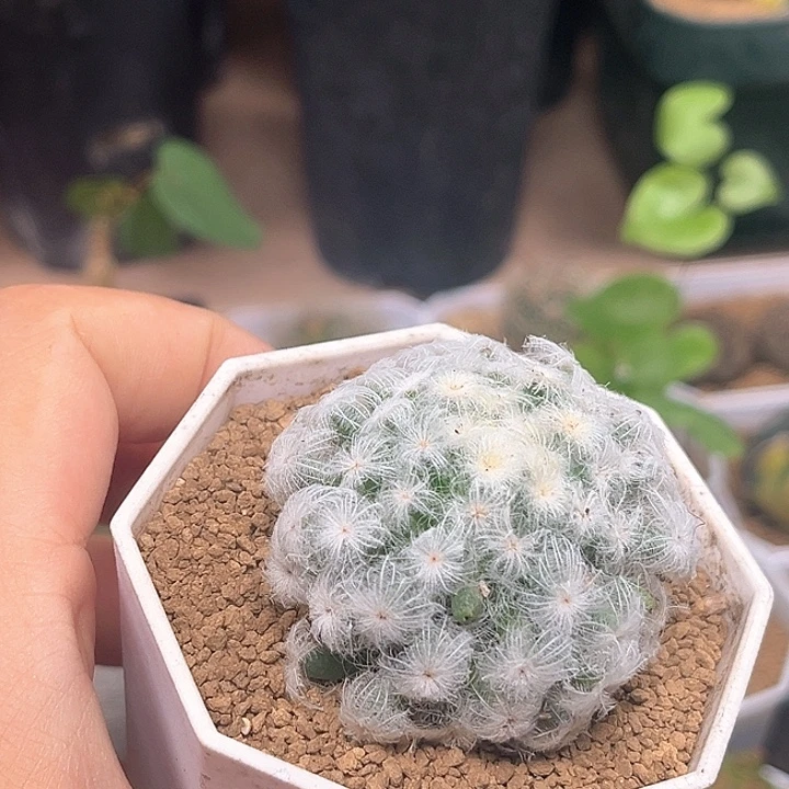 佛头明星自根一颗微瑕4.5cm