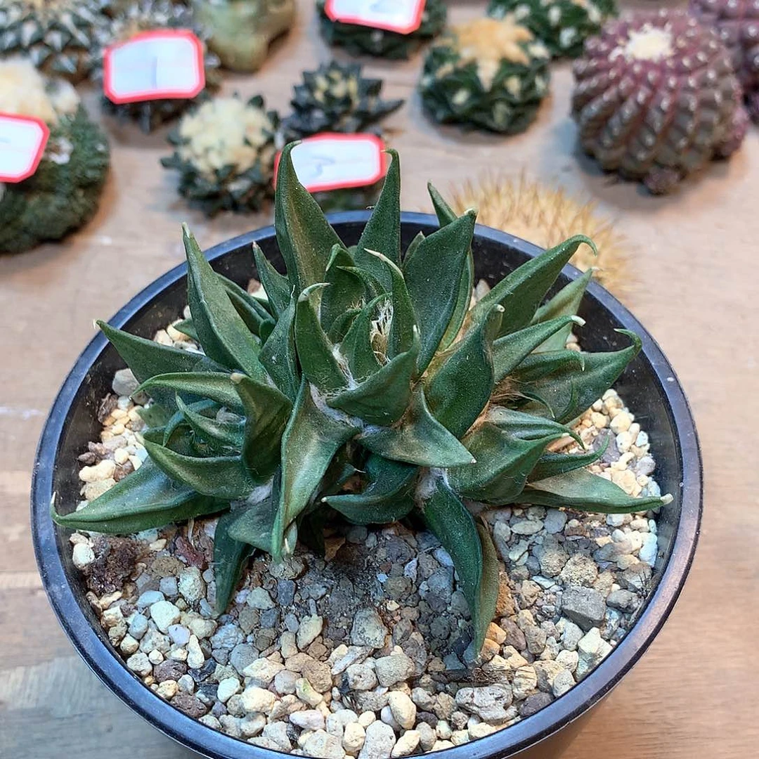 自根龙芽牡丹群