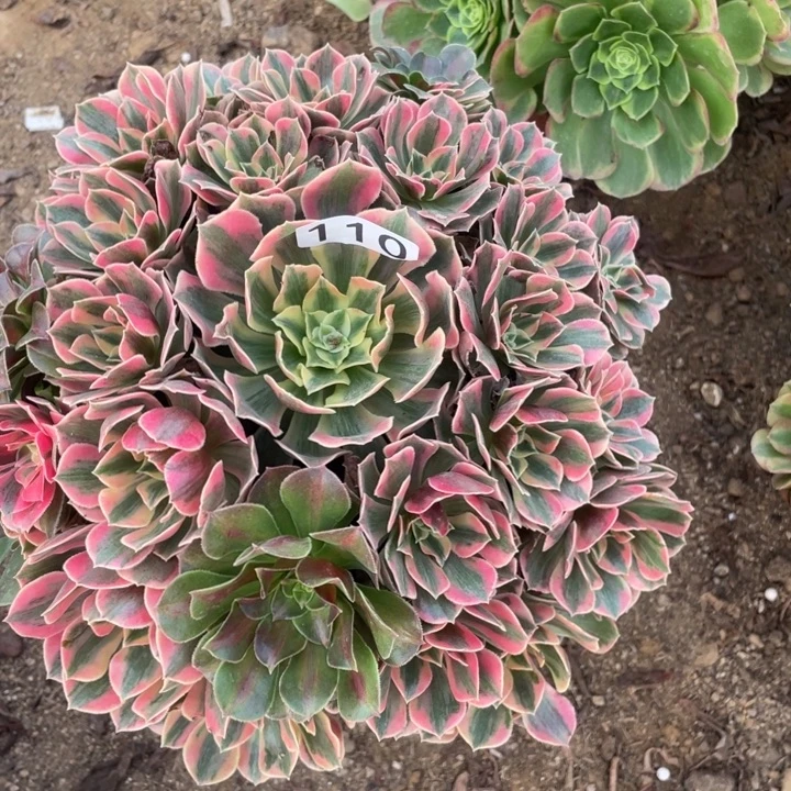 暖***5无花朵110多肉植物女妖