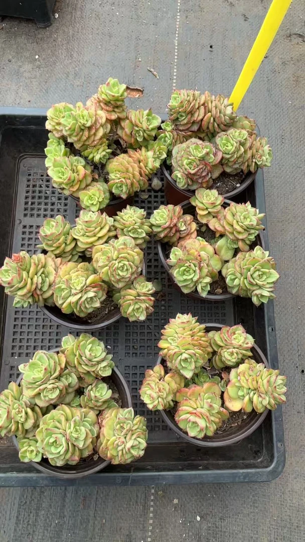 【蜡牡丹 满9.99包邮】阳台办公室庭院老桩多肉植物盆栽