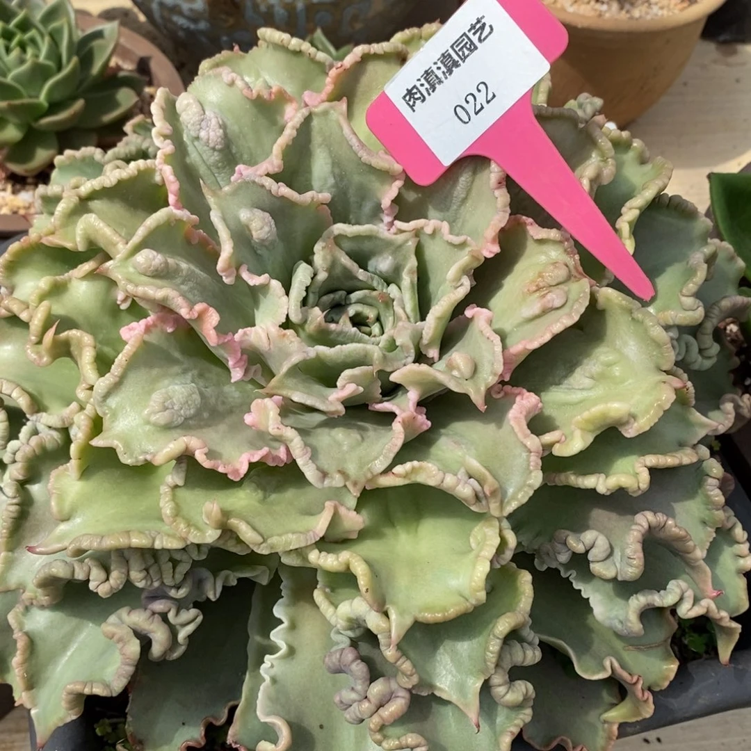 小***翠x022-多肉植物 饺子皮
