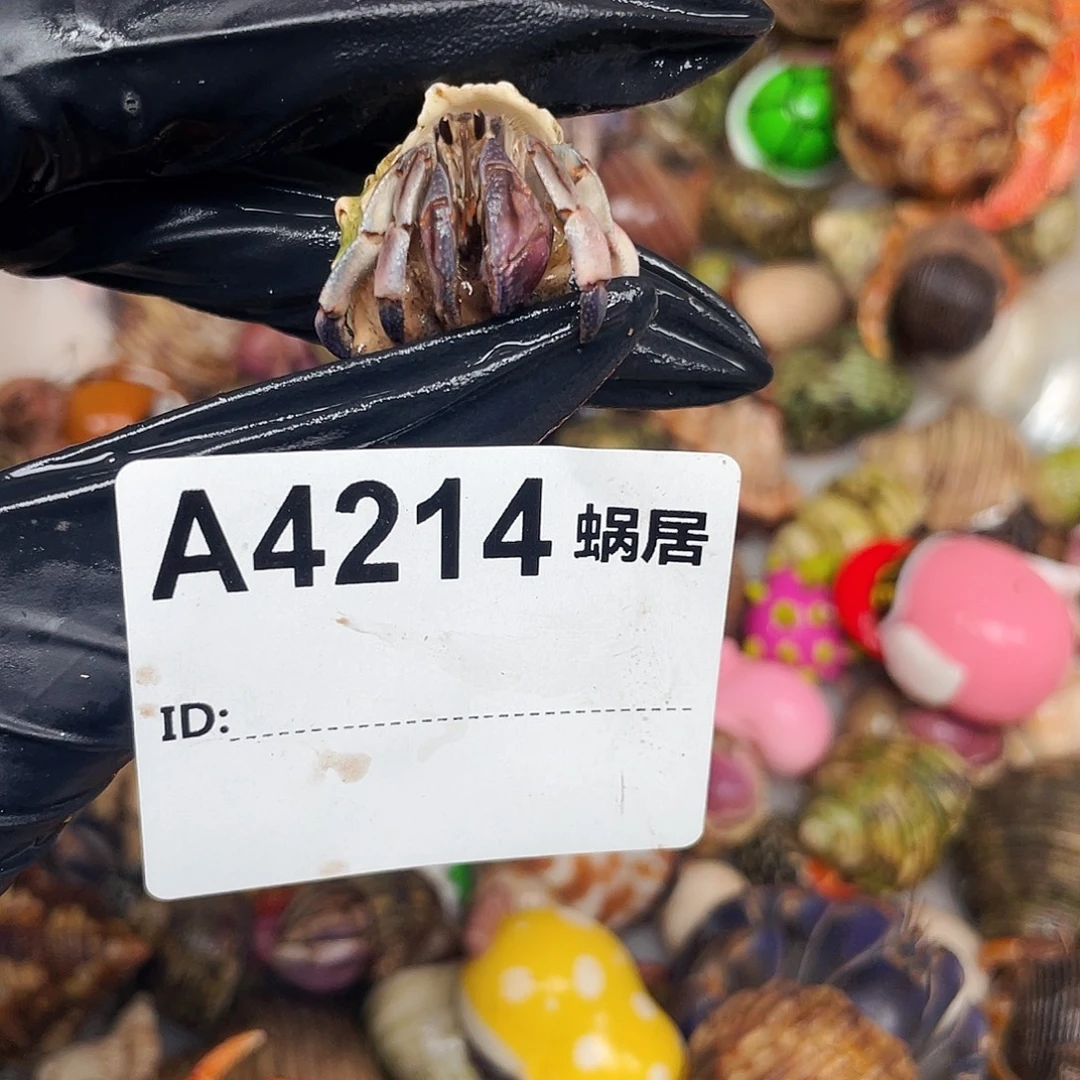 L***｀寄居蟹寄居蟹4214