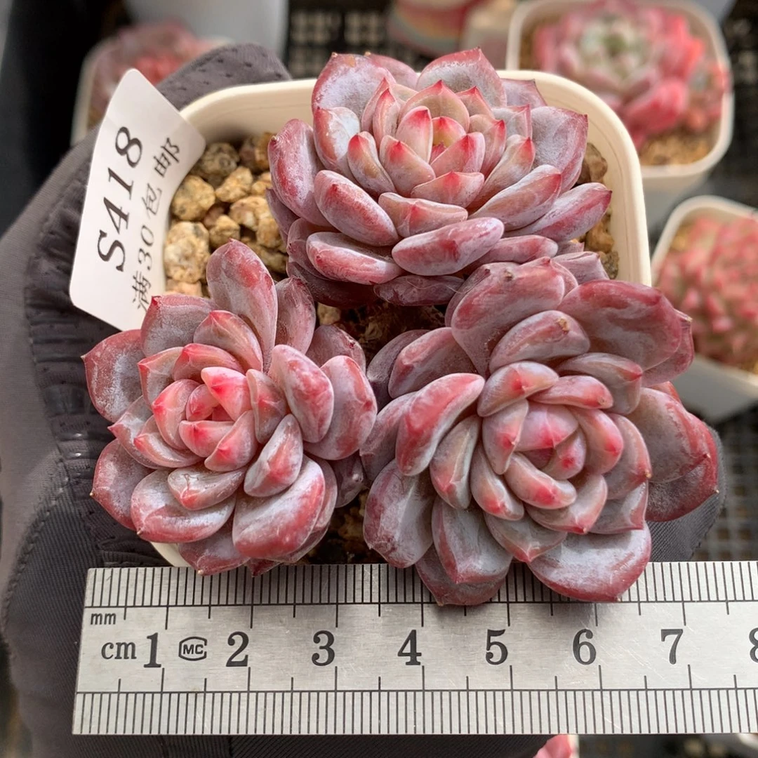 418。小树桩三头玉芙蓉。
