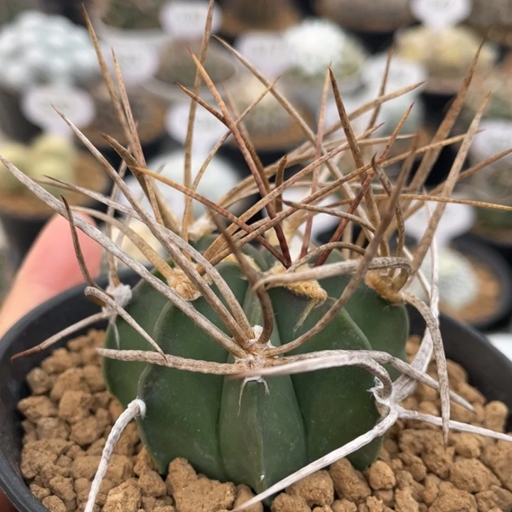 水牛大凤玉      实生根