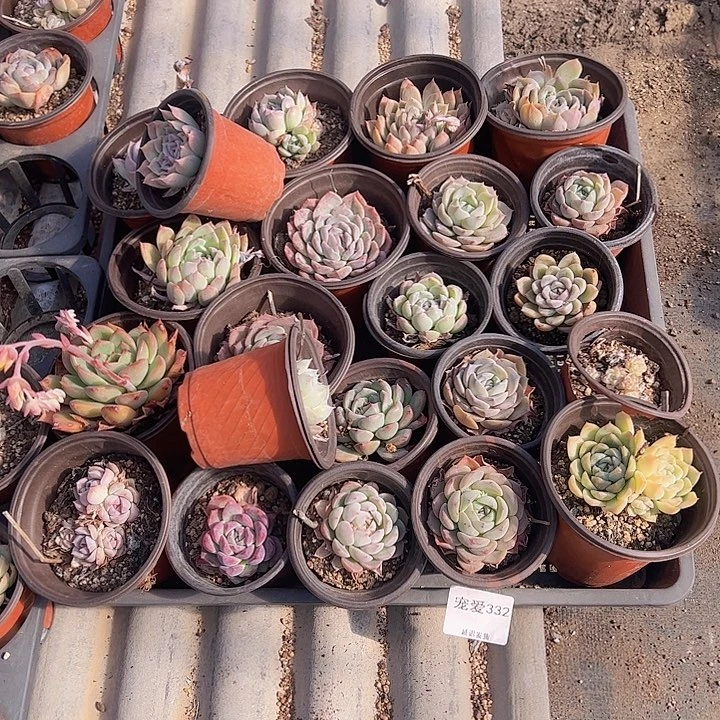 直播福利一物一拍332