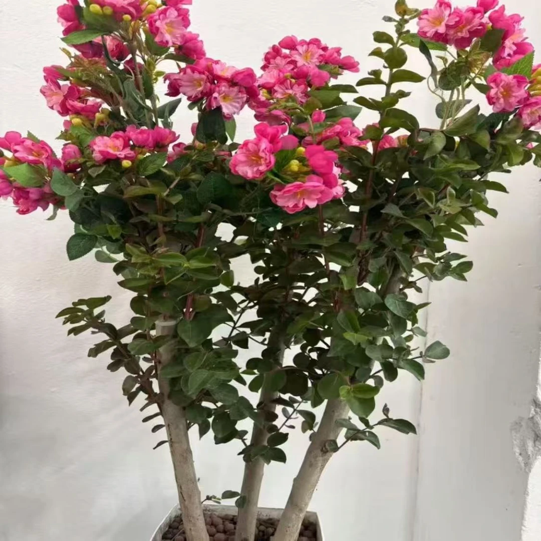 A备1【送白色盆】紫薇花盆栽带花苞发货耐热耐寒适合阳台庭院种植