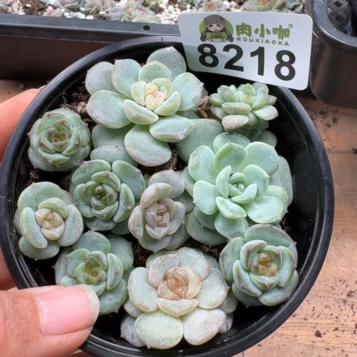 多肉植物多肉植物