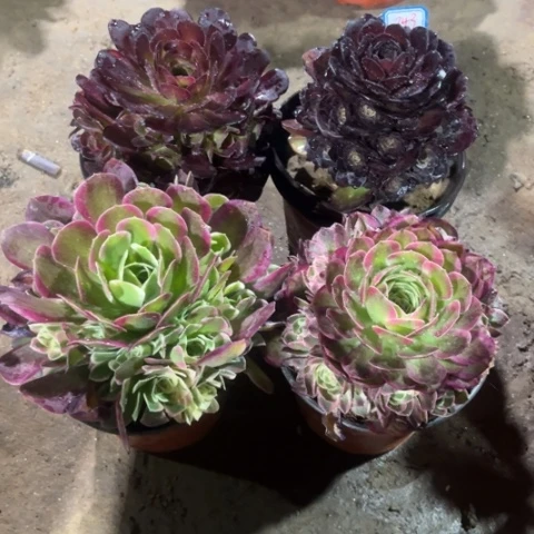 843多肉植物组合