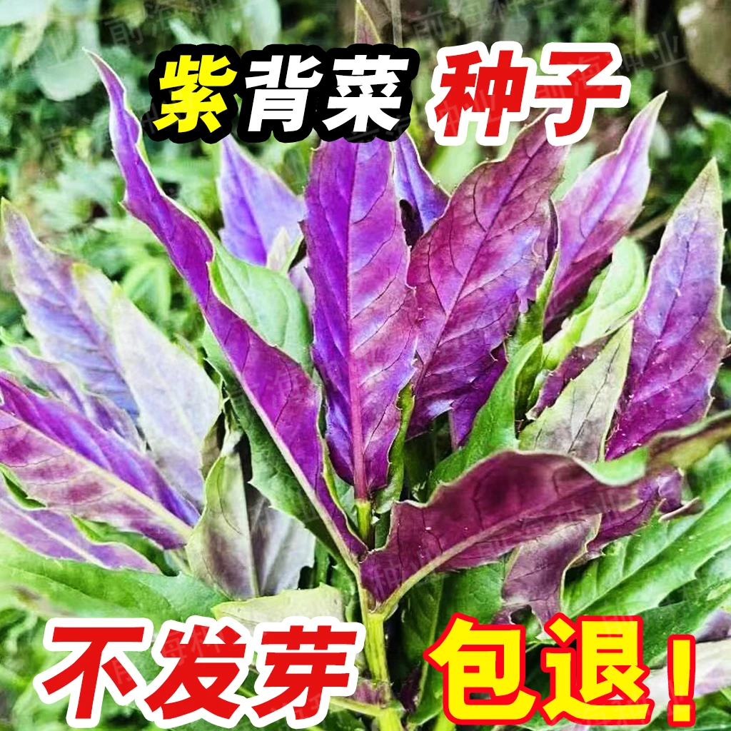 紫背天葵菜种子血皮菜红凤菜四川特色营养观音菜天然补血蔬菜种籽