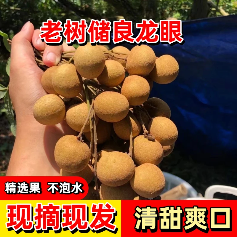 【高州储良龙眼】2025现摘新鲜当季水果桂圆鲜甜多汁时令水果