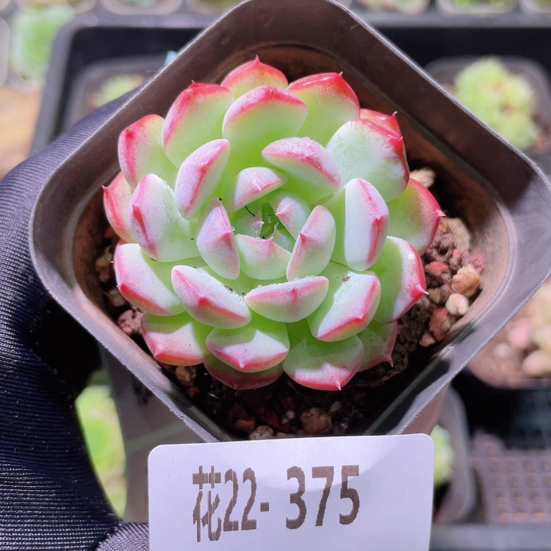 花利美22-375新品