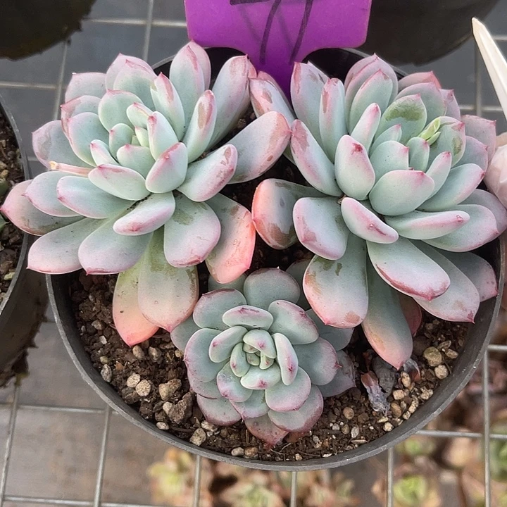 两单包邮，一物一拍是77玉芙蓉