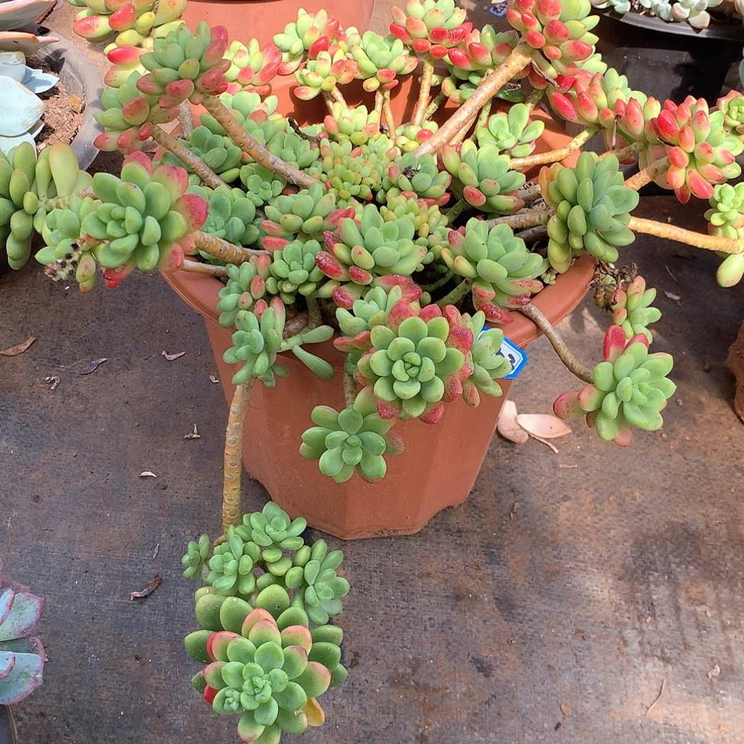 253香格里拉 一物一拍多肉