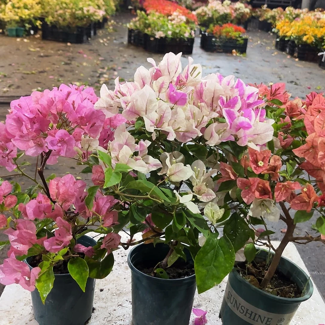 大部分花苞少量开放澄粉公主，广红樱，酒红