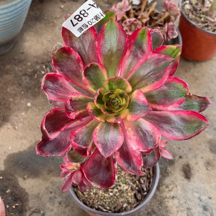 887烈焰多肉123445788