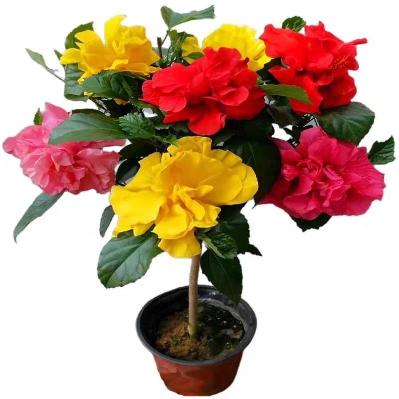 丹麦重瓣木槿大花带花发货四季开花扶桑花盆栽朱槿耐热耐寒室内花