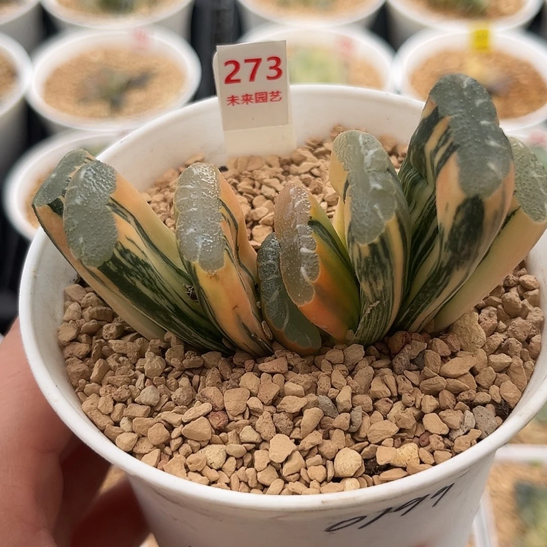 273赤斑玉扇锦一物一图