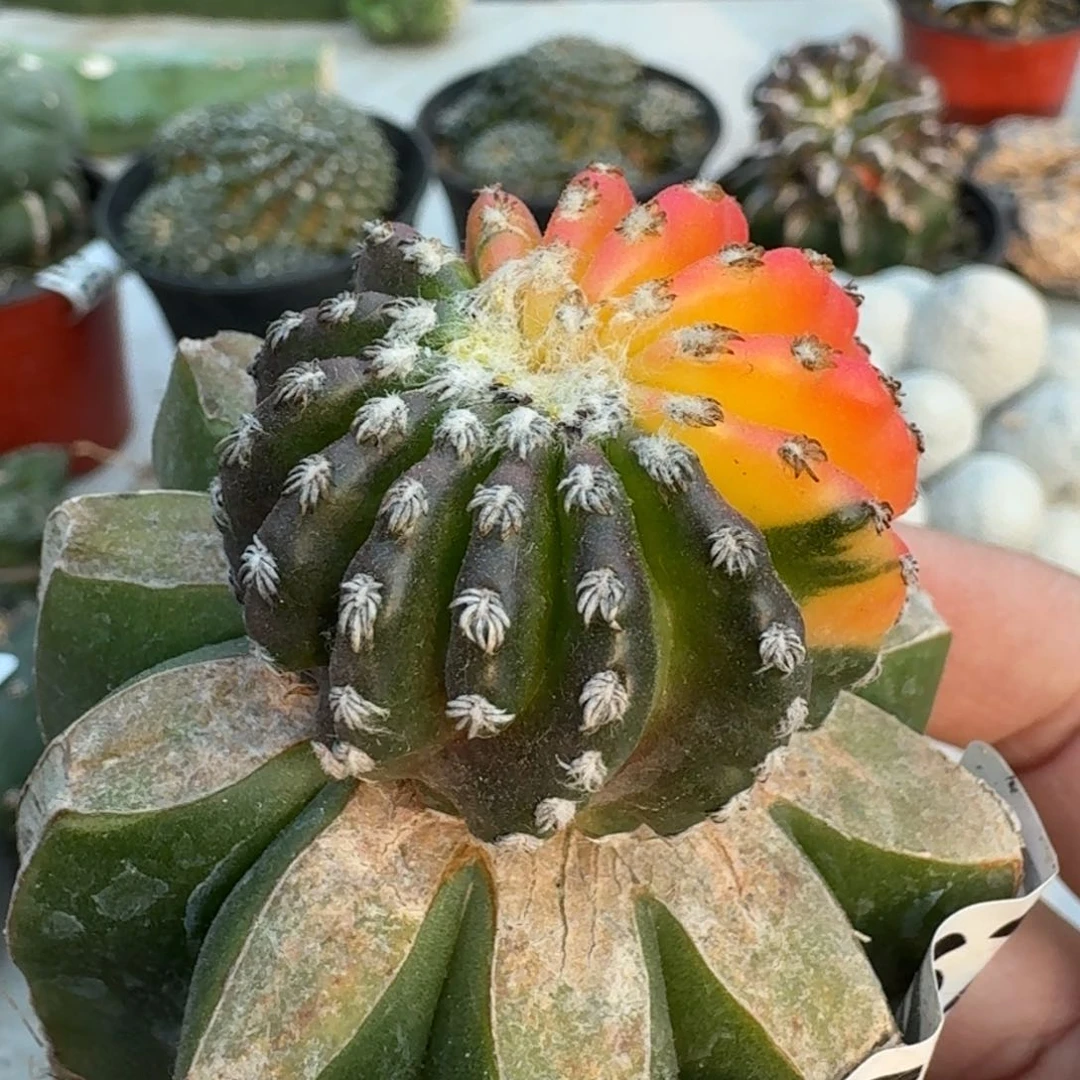 【闪购商品】豹**杨奇特球锦762