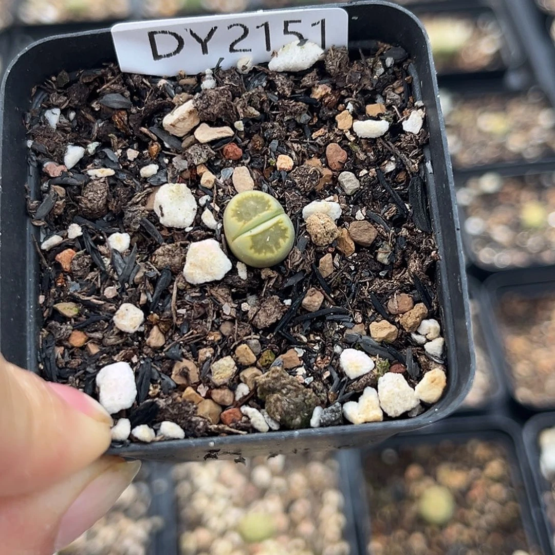 一物一拍绿菊2151