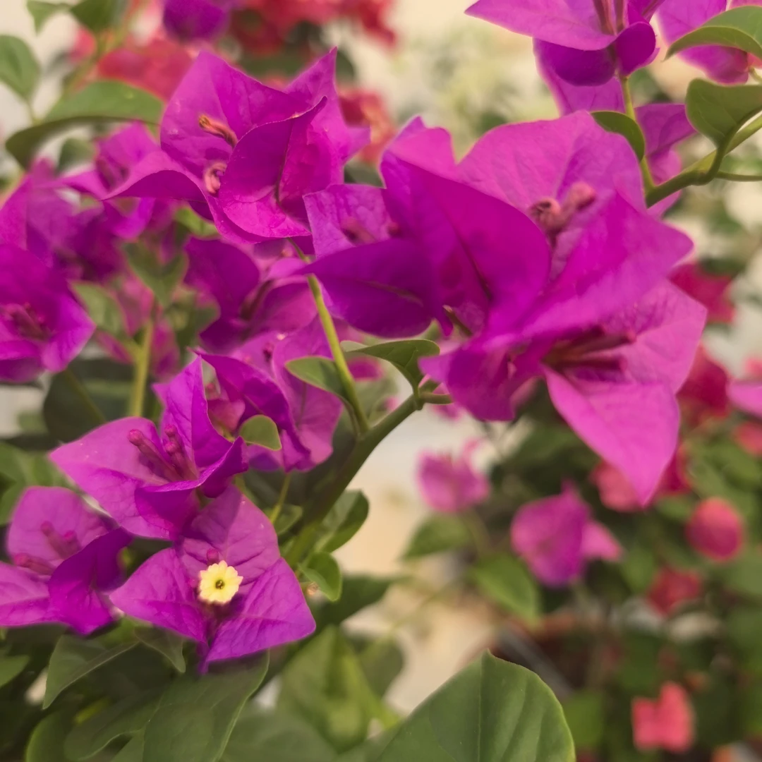 【云南紫】三角梅盆栽四季开花好养活适合阳台庭院