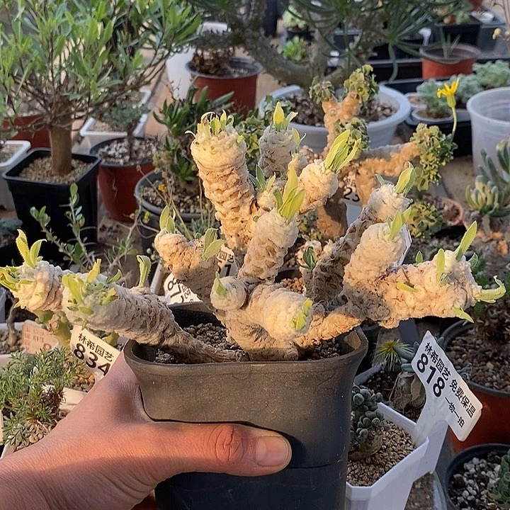 242大刨花母本脱土一一一一