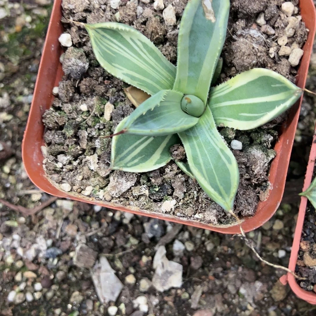 娃娃脸福克斯锦植物