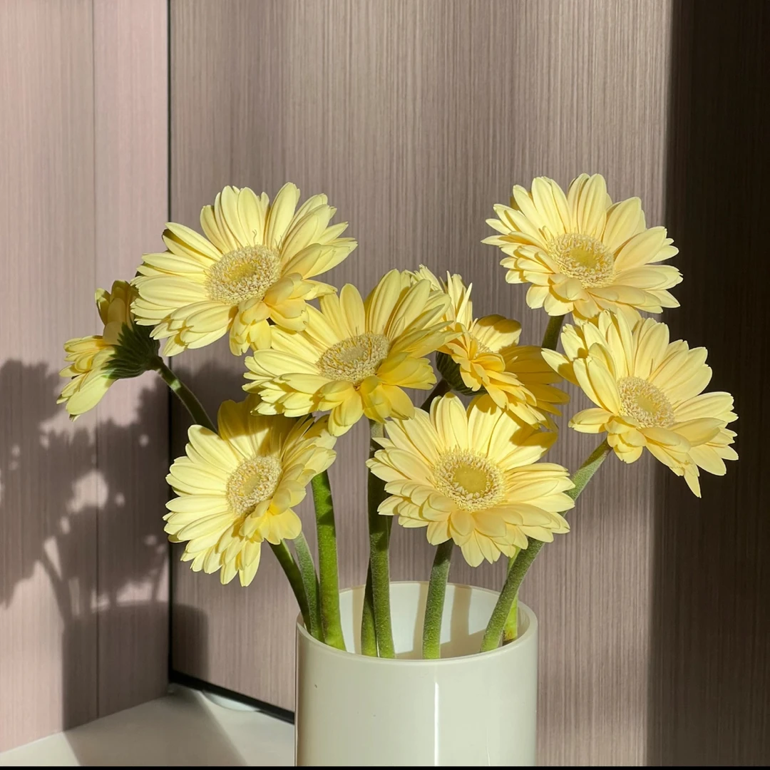 【奶油史努比】非洲菊/不包邮/一个运费任意拍/加入购物车一起付款