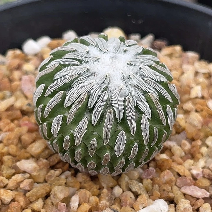 精巧丸实生仙人球
