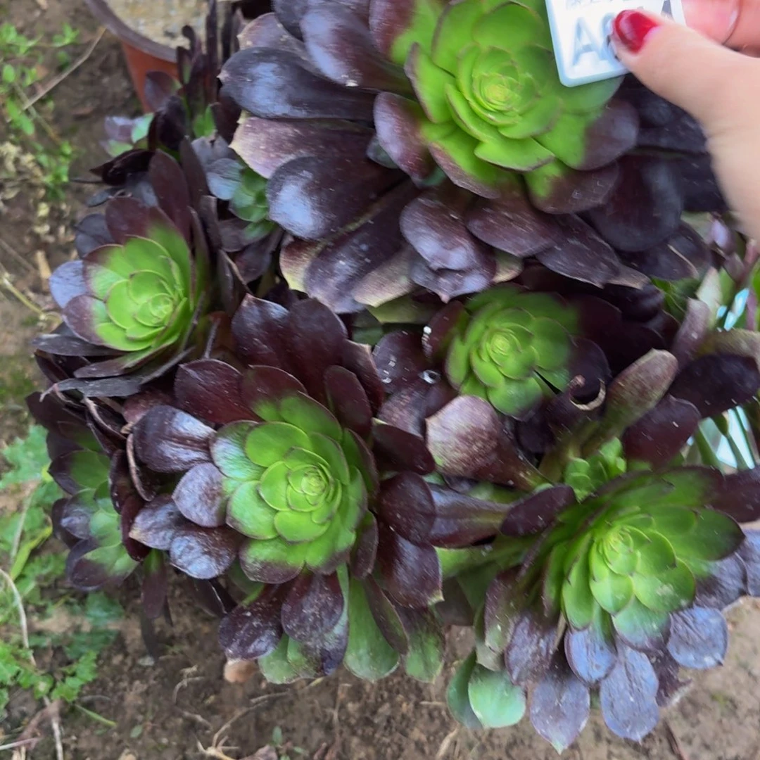 844多肉植物捧花的