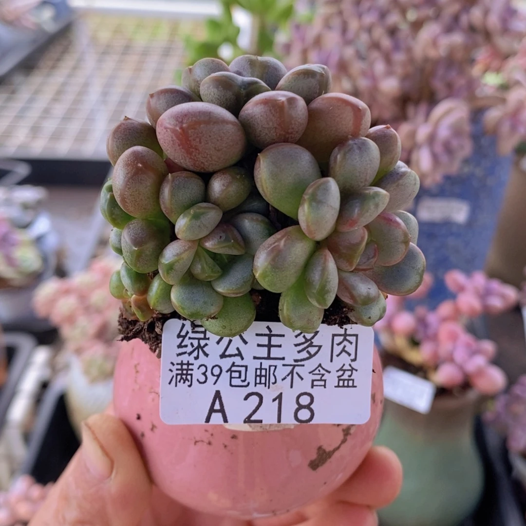 葡萄6cm218多肉植物