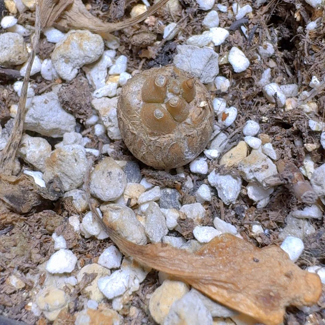292蛮鬼塔厚敦菊脱土发货一个随机1.2cm