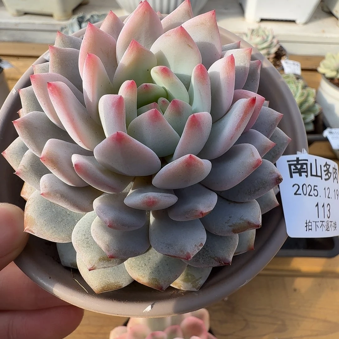 星星橙11111219-113