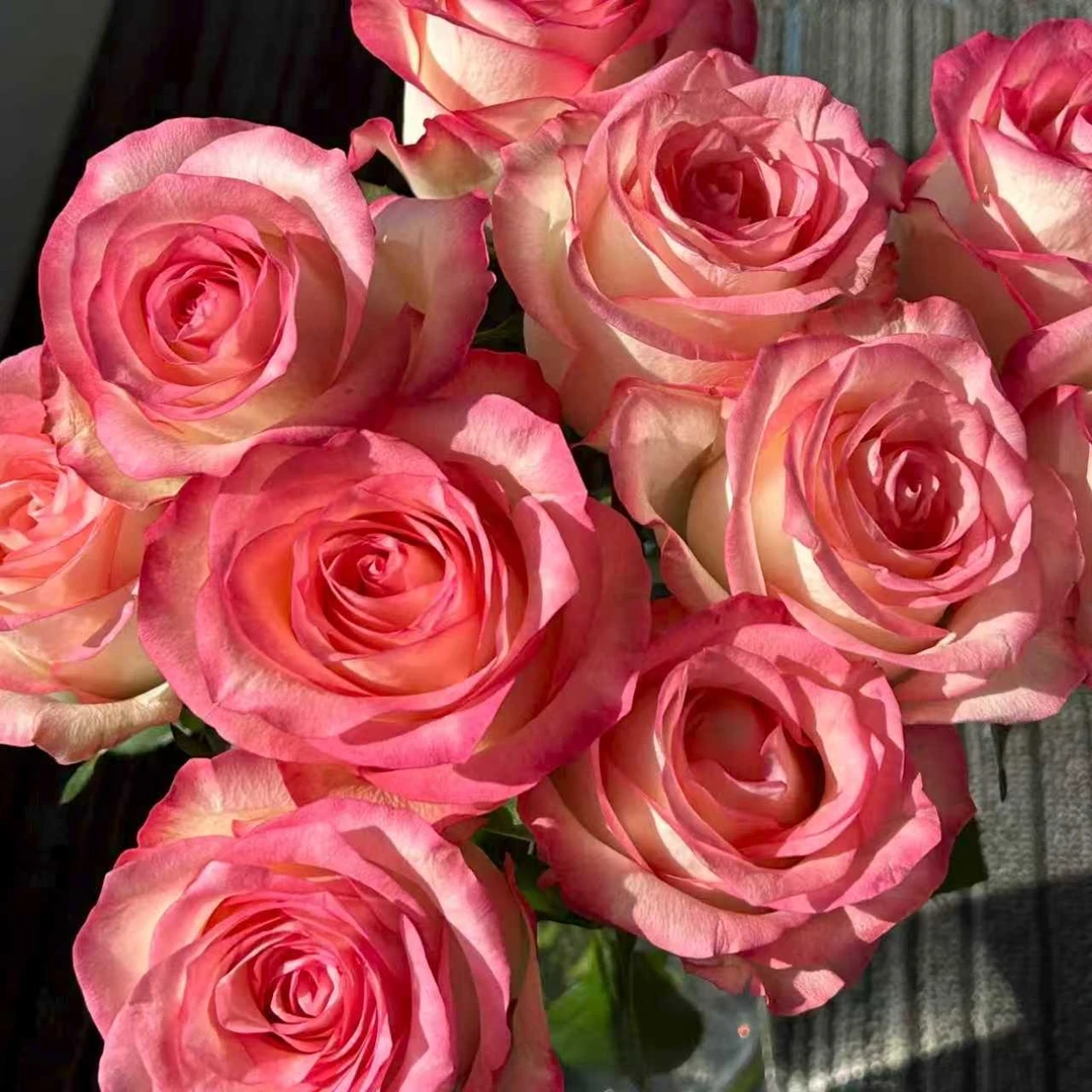 元旦特价果语精选【艾莎玫瑰】云南鲜花批发次日达