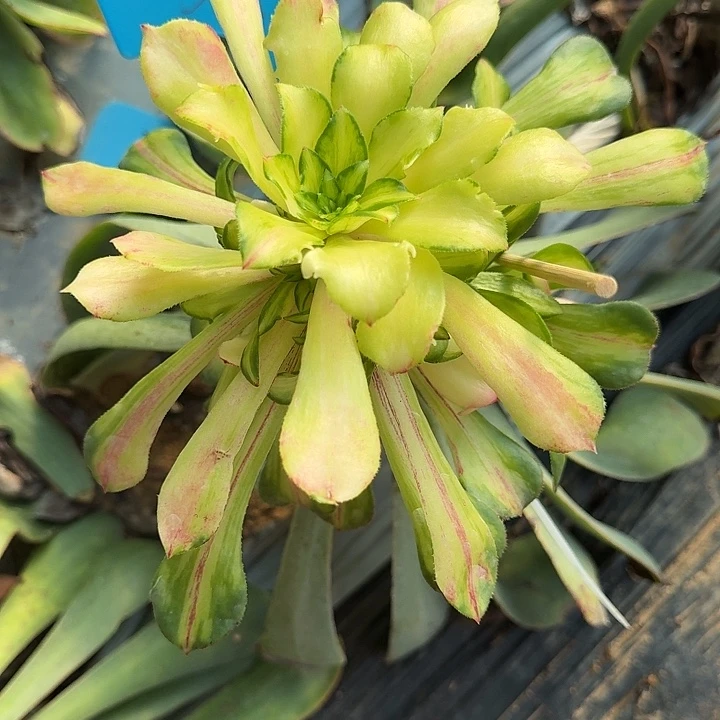 楼***女寄养哦哦哦哦哦哦