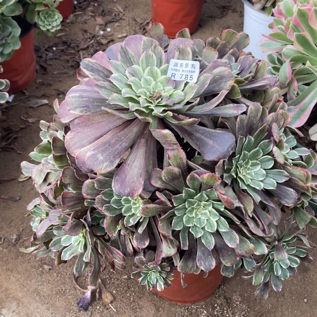 785水墨多肉法师断枝不包