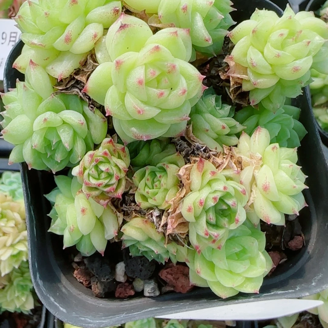 ****干花语逸镜0923-244有消耗散