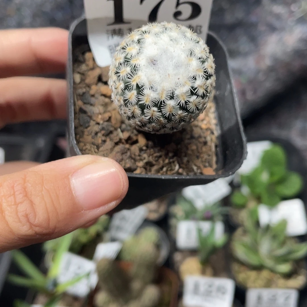 175海胆娇丽（满18元包邮）