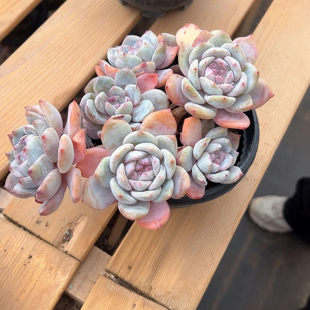 行***。行者168号11111111